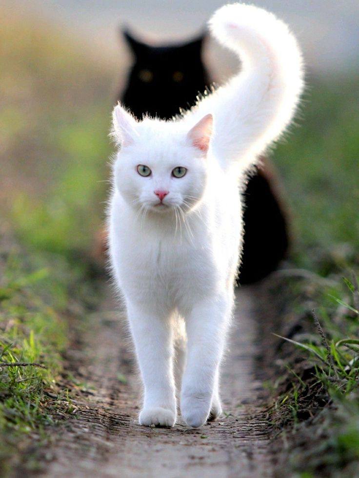 кошка