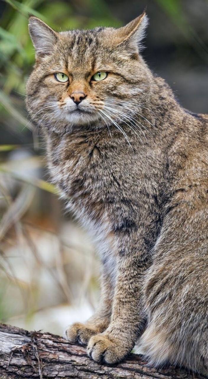 лесной кот