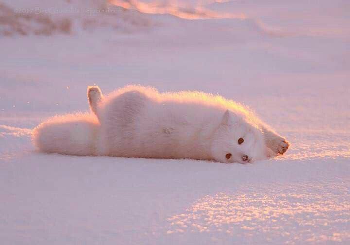 песец